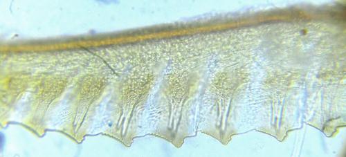 Empria longicornis