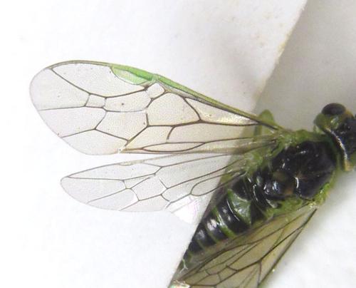 Réf. 299 698 : Euura hypoxantha