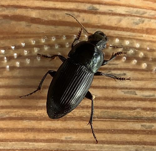 Réf. 299 911 : Harpalus dimidiatus