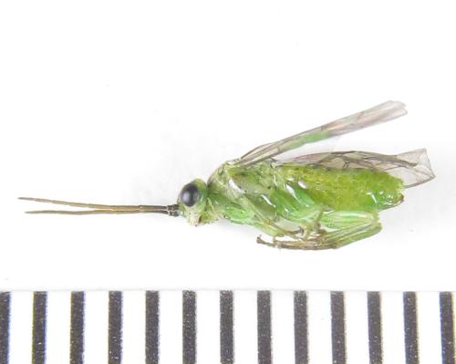 Réf. 299 699 : Euura hypoxantha