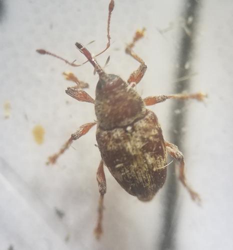 Réf. 299 098 : Curculio sp.