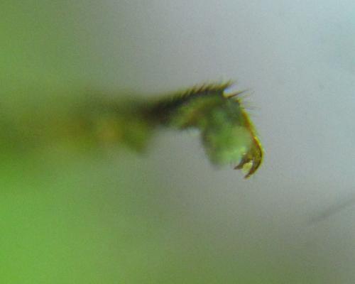 Réf. 299 701 : Euura hypoxantha