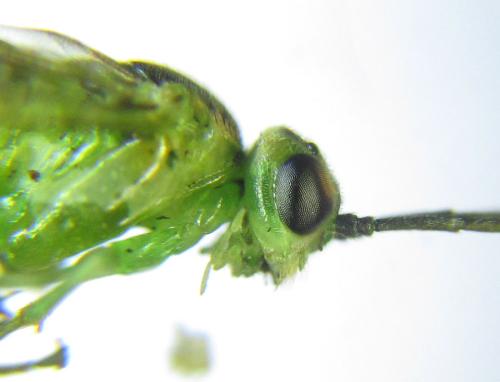 Réf. 299 702 : Euura hypoxantha