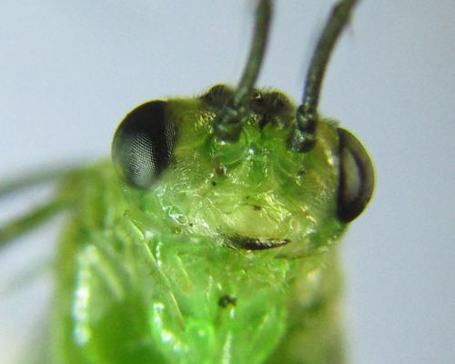 Réf. 299 704 : Euura hypoxantha