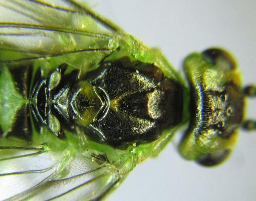 Réf. 299 705 : Euura hypoxantha