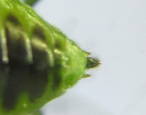 Réf. 299 706 : Euura hypoxantha