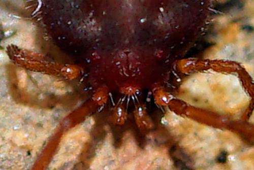 Réf. 299 477 : Erythraeus sp.