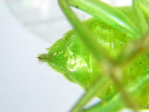 Réf. 299 707 : Euura hypoxantha