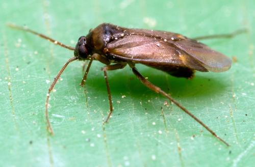 Plesiodema pinetella