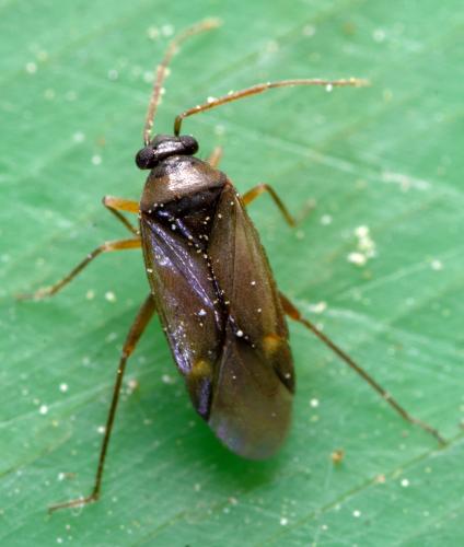 Plesiodema pinetella