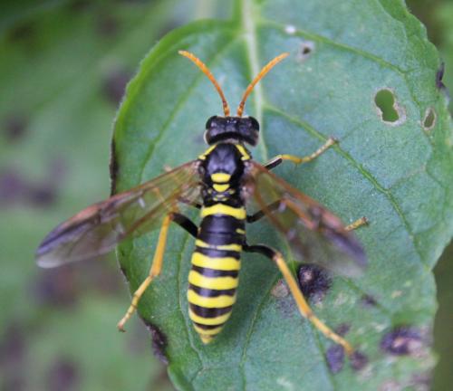 Réf. 299 751 : Tenthredo scrophulariae