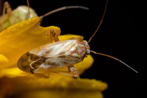 Réf. 299 500 : Taylorilygus apicalis