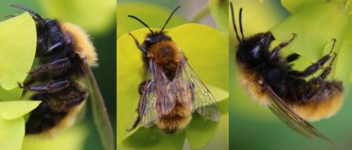 Andrena fulva