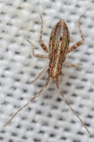 Phytocoris sp.