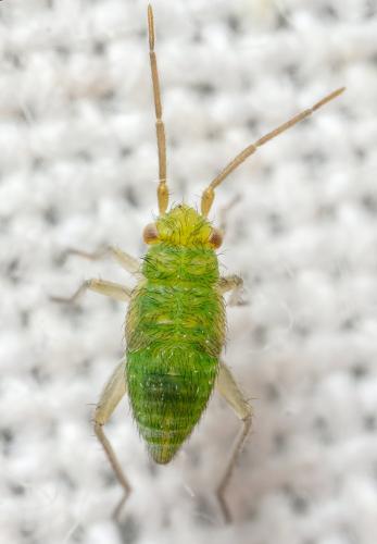 Phylinae