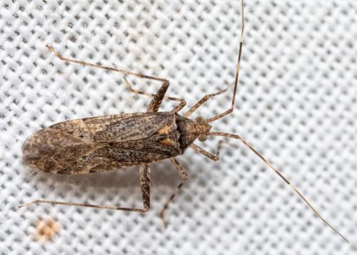 Phytocoris sp.