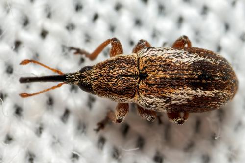 Exapion sp.