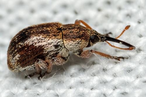 Exapion sp.