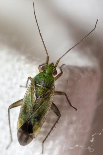 Réf. 299 844 : Tragiscocoris fieberi