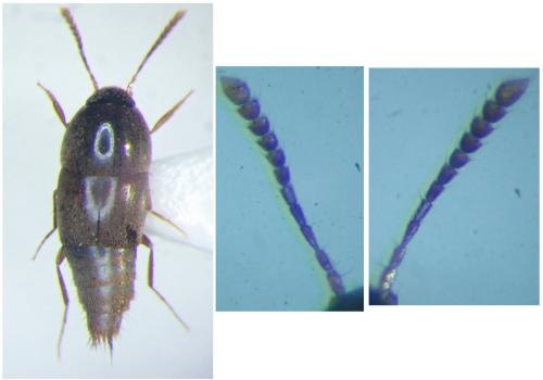 Sepedophilus sp.