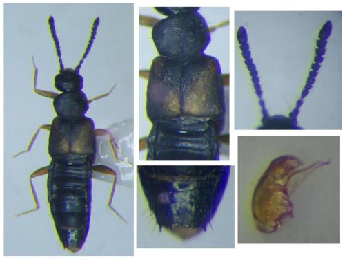 Réf. 299 538 : Atheta trinotata