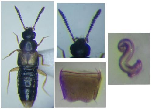 Réf. 299 539 : Atheta mucronata