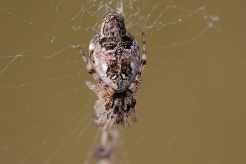 Cyclosa (algerica-conica)