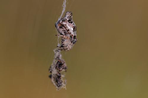 Cyclosa (algerica-conica)