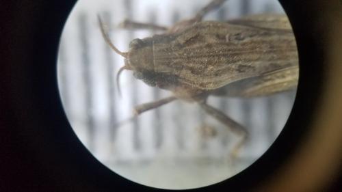 Réf. 299 375 : Tetrix subulata