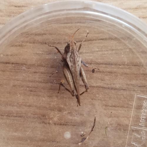 Réf. 299 374 : Tetrix subulata