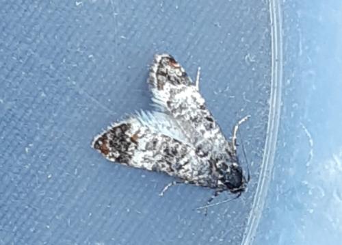 Réf. 299 596 : Hysterophora maculosana