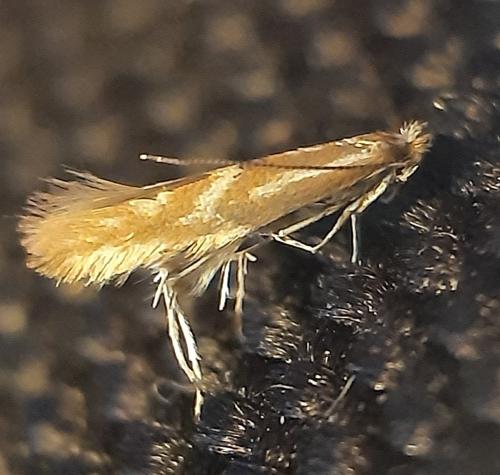 Réf. 299 576 : Phyllonorycter staintoniella