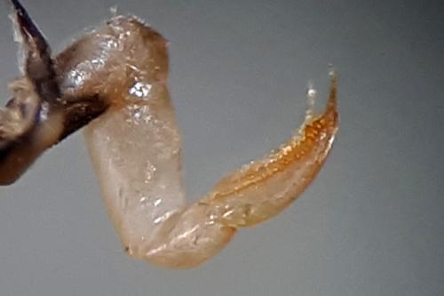Réf. 299 794 : Sigara nigrolineata