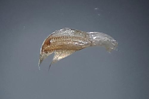 Sigara nigrolineata nigrolineata