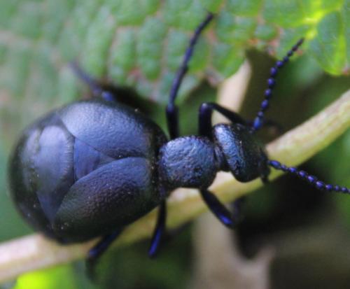 Réf. 299 593 : Meloe violaceus
