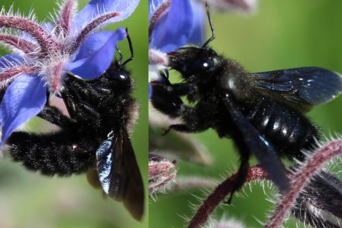 Réf. 299 586 : Xylocopa violacea