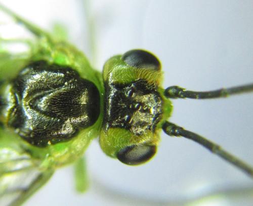 Réf. 299 708 : Euura hypoxantha