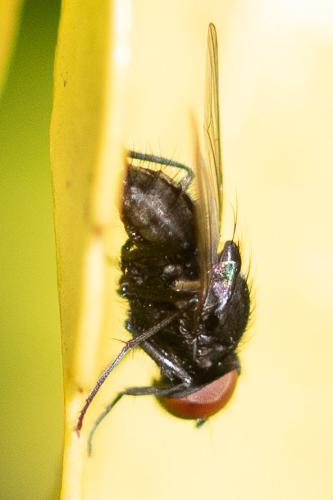 Réf. 299 517 : Hydrotaea meteorica