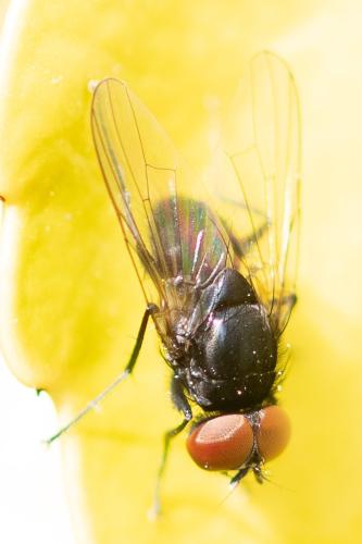 Réf. 299 515 : Hydrotaea meteorica