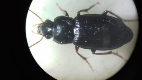 Réf. 299 077 : Harpalus rufipalpis