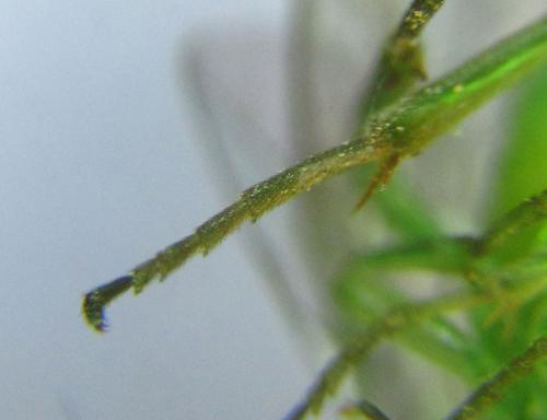 Réf. 299 709 : Euura hypoxantha