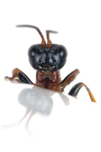 Gelis cyanurus