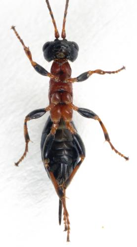 Gelis cyanurus