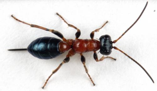 Réf. 299 178 : Gelis cyanurus