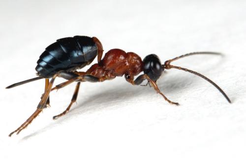 Gelis cyanurus