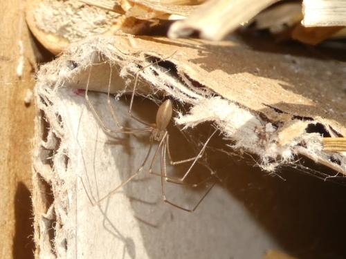 Réf. 299 800 : Pholcus opilionoides