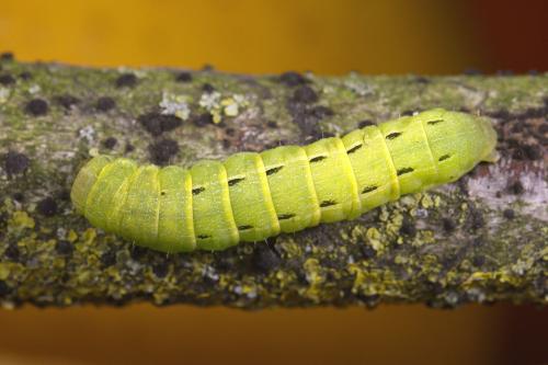 Noctua pronuba