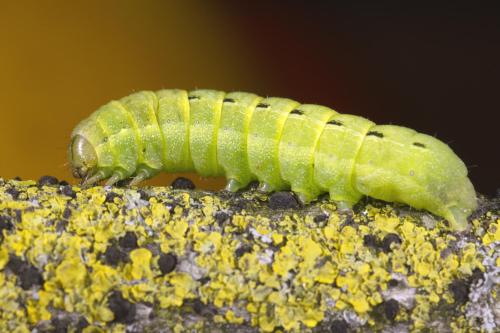 Noctua pronuba