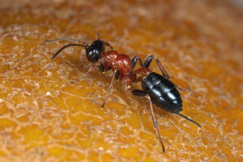 Gelis cyanurus
