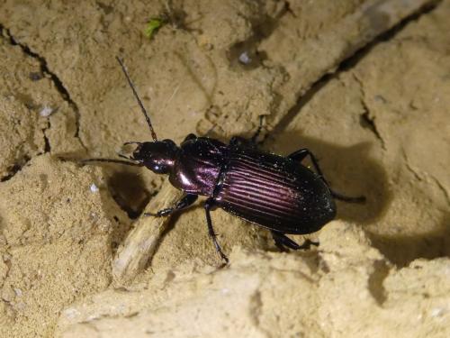 Poecilus cupreus